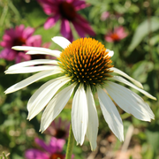 Coneflower, White Swan