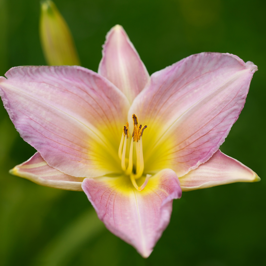 Daylily, Cathrine Woodbury