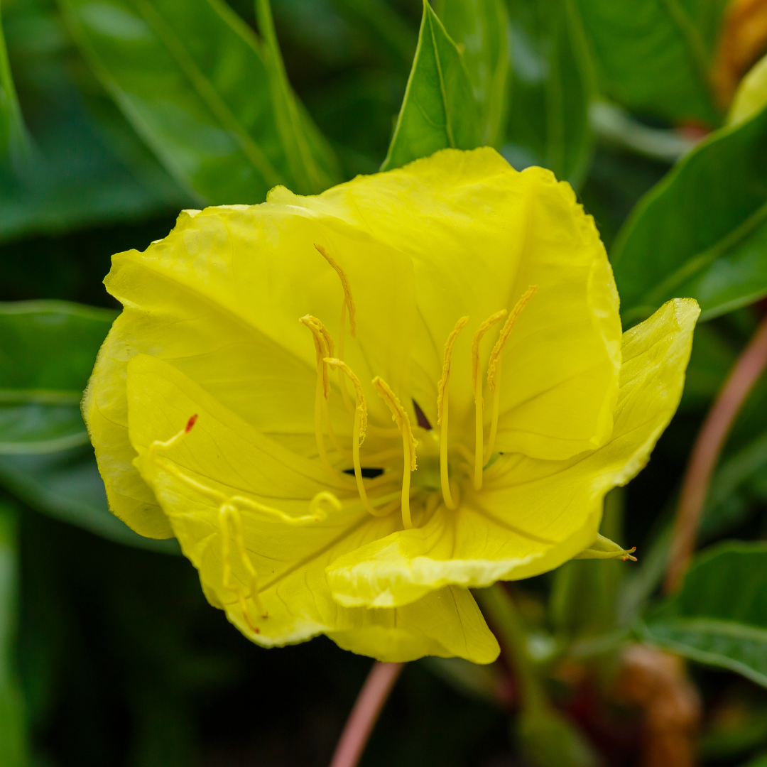 Evening Primrose, Missouri