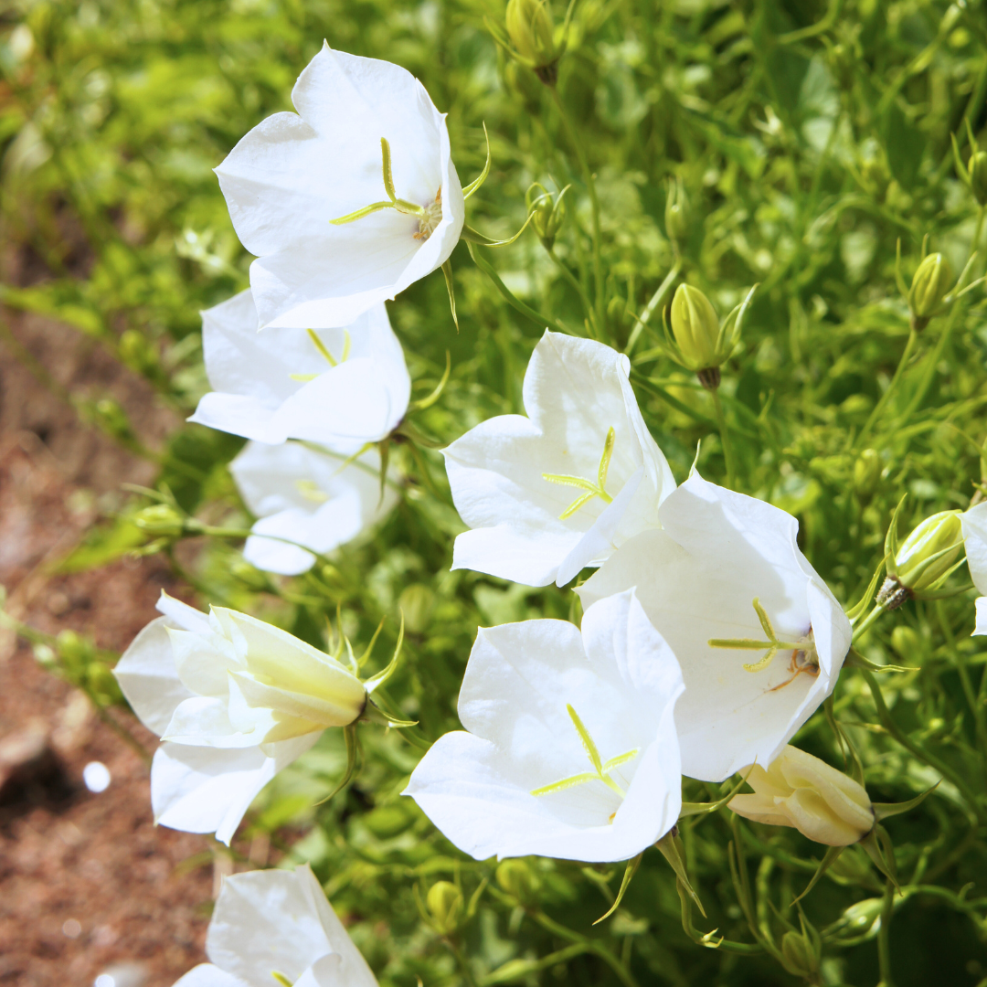 Bellflower, Peach Leaf White