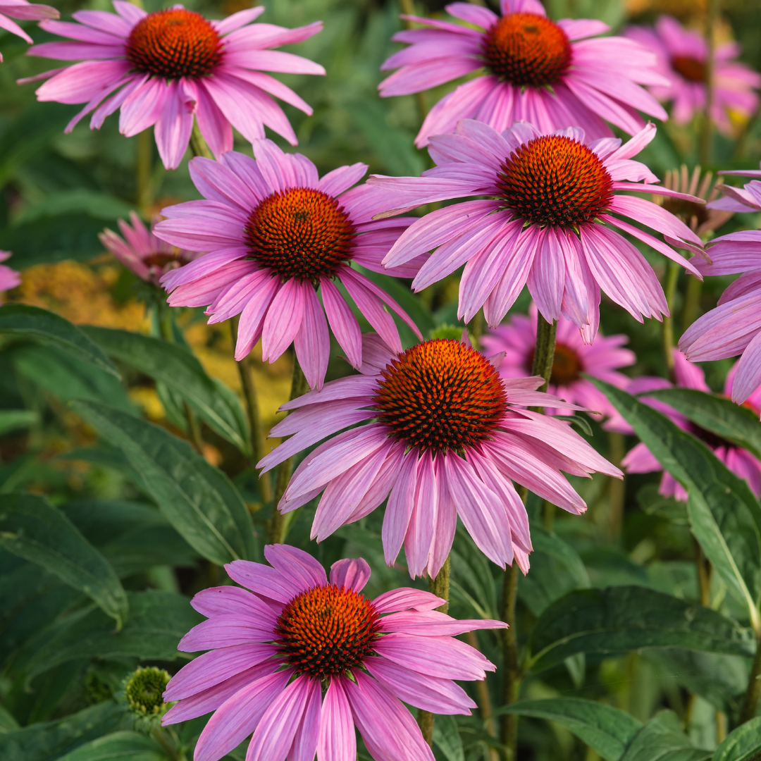 Coneflower, Ruby Star