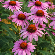 Coneflower, Ruby Star
