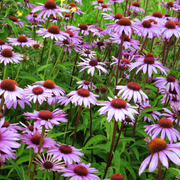 Coneflower, Purple