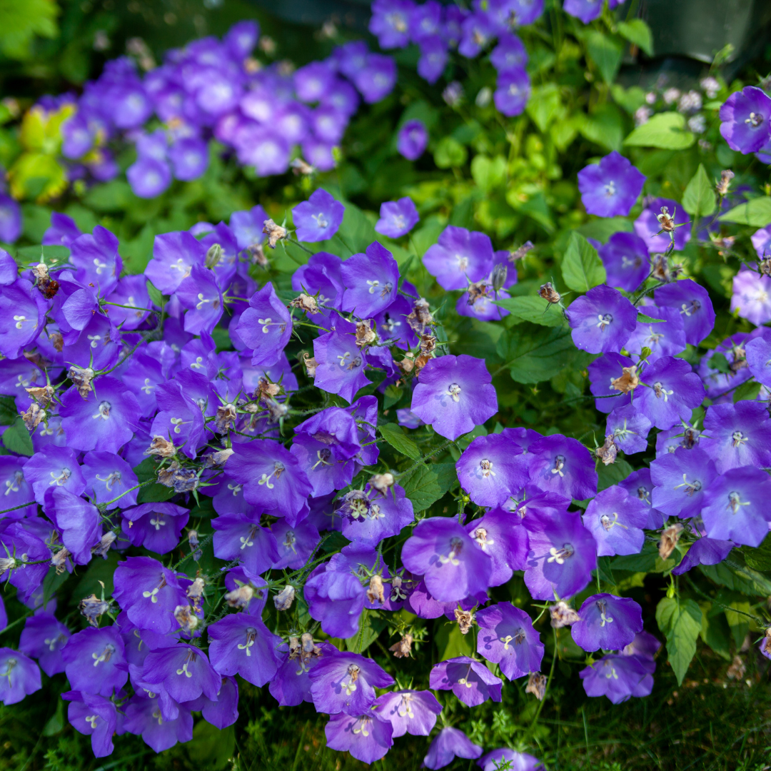 Bellflower, Blue Clips
