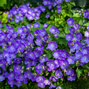 Bellflower, Blue Clips