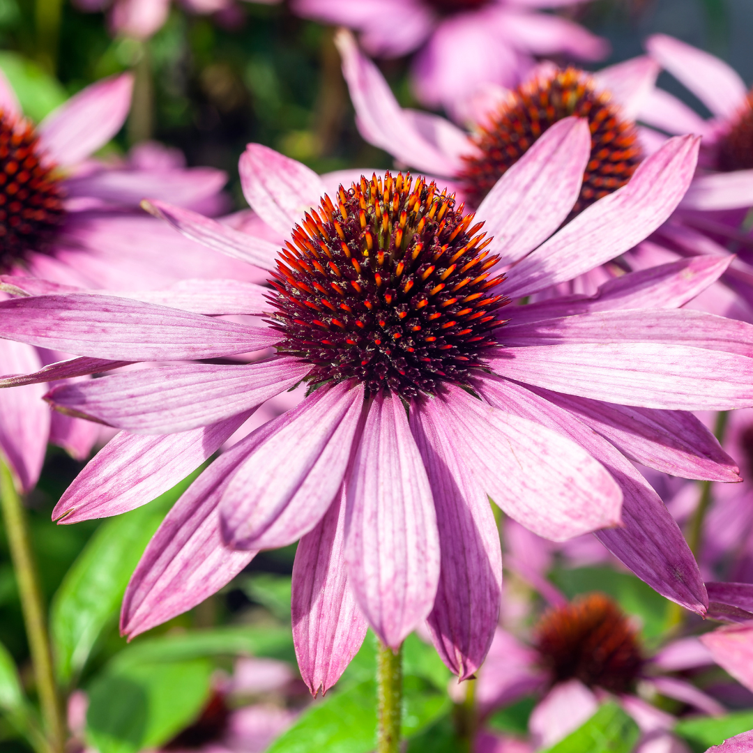 Coneflower, Prairie Splendor