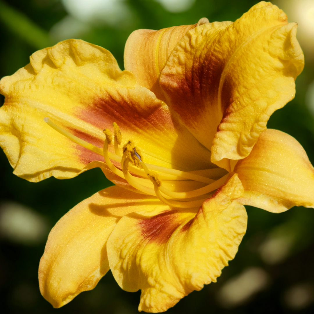 Daylily, Black Eyed Stella