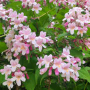 Beautybush, Pink Cloud