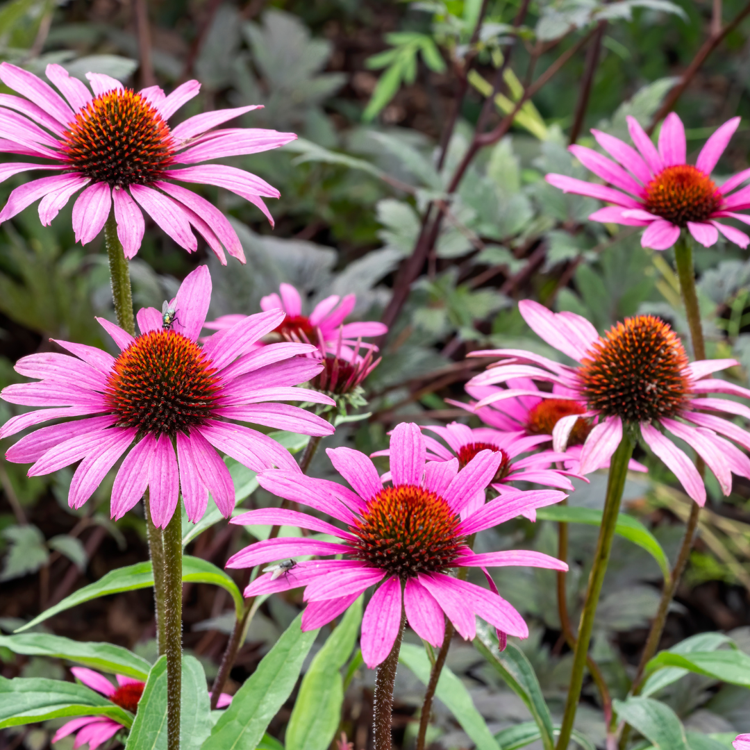 Coneflower, Magnus