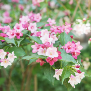 Beautybush