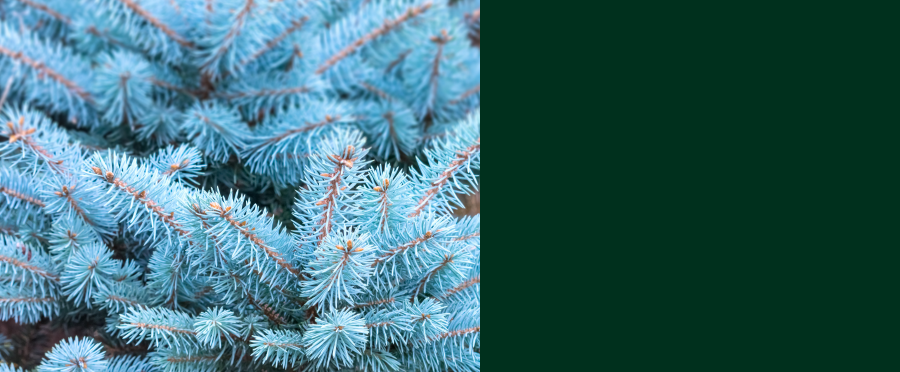 Fossil Creek Nursery