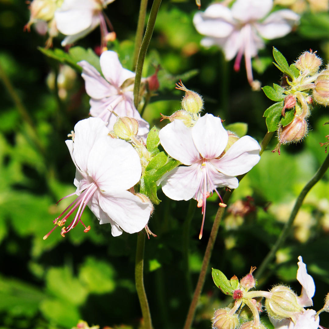 Geranium, Cranesbill Biokovo