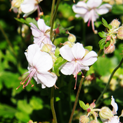 Geranium, Cranesbill Biokovo