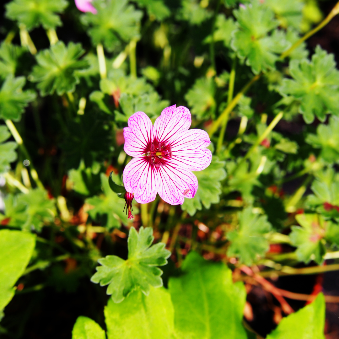 Geranium, Cranesbill Ballerina