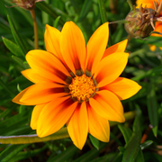 Gazania, Hardy Tanager