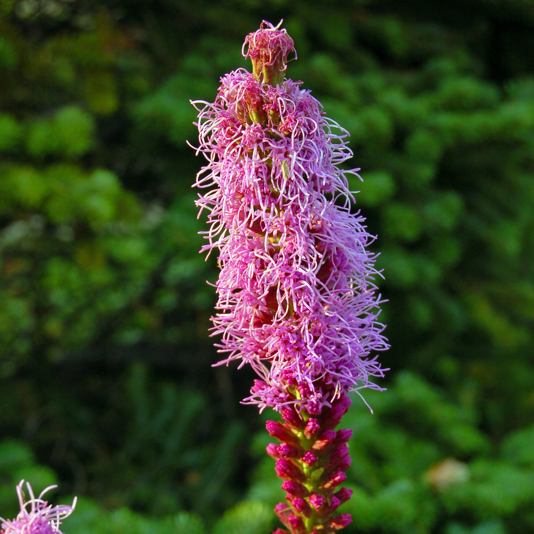 Gayfeather, Spotted (Native)