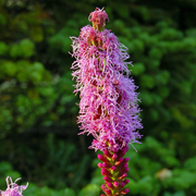 Gayfeather, Spotted (Native)