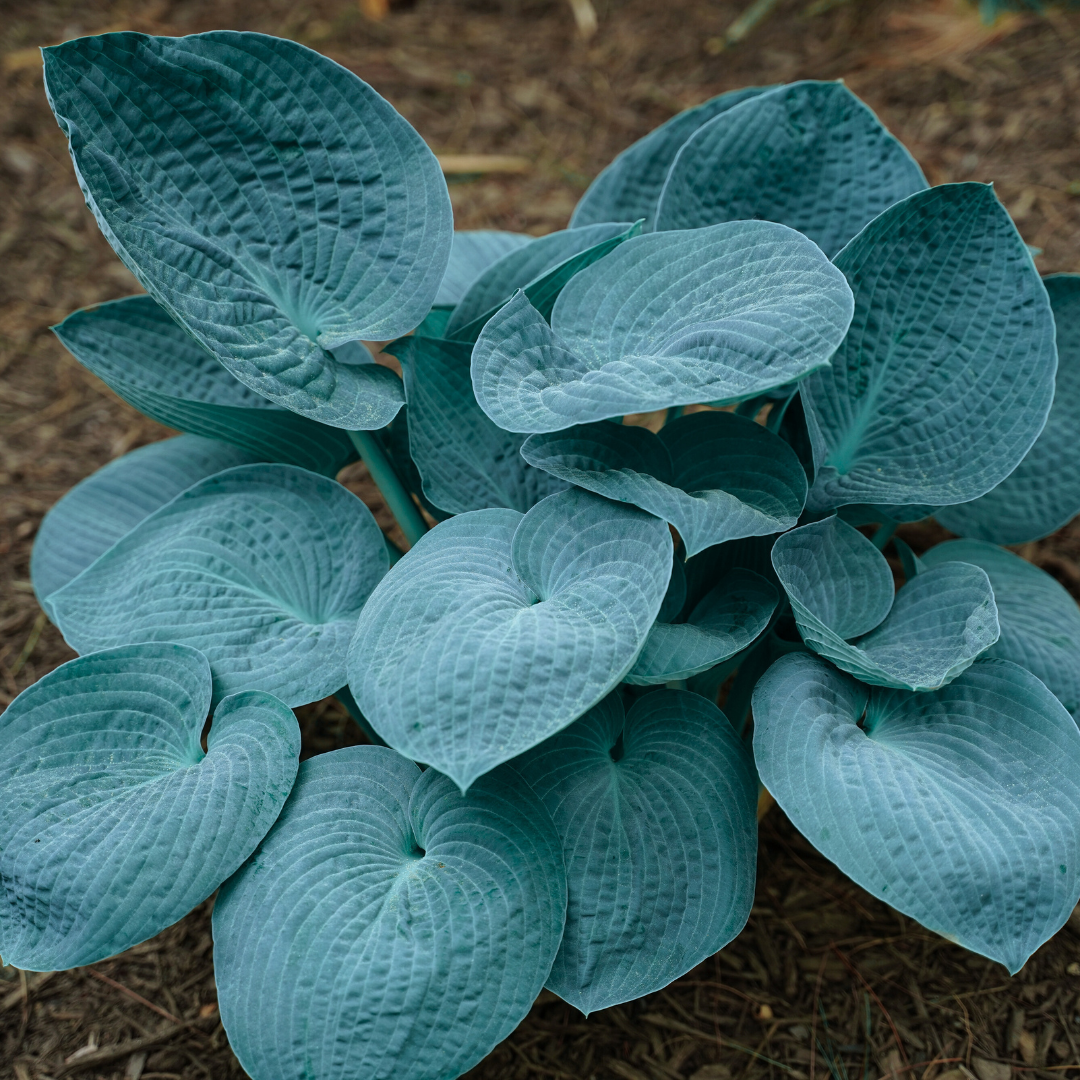 Hosta, Blue Mammoth