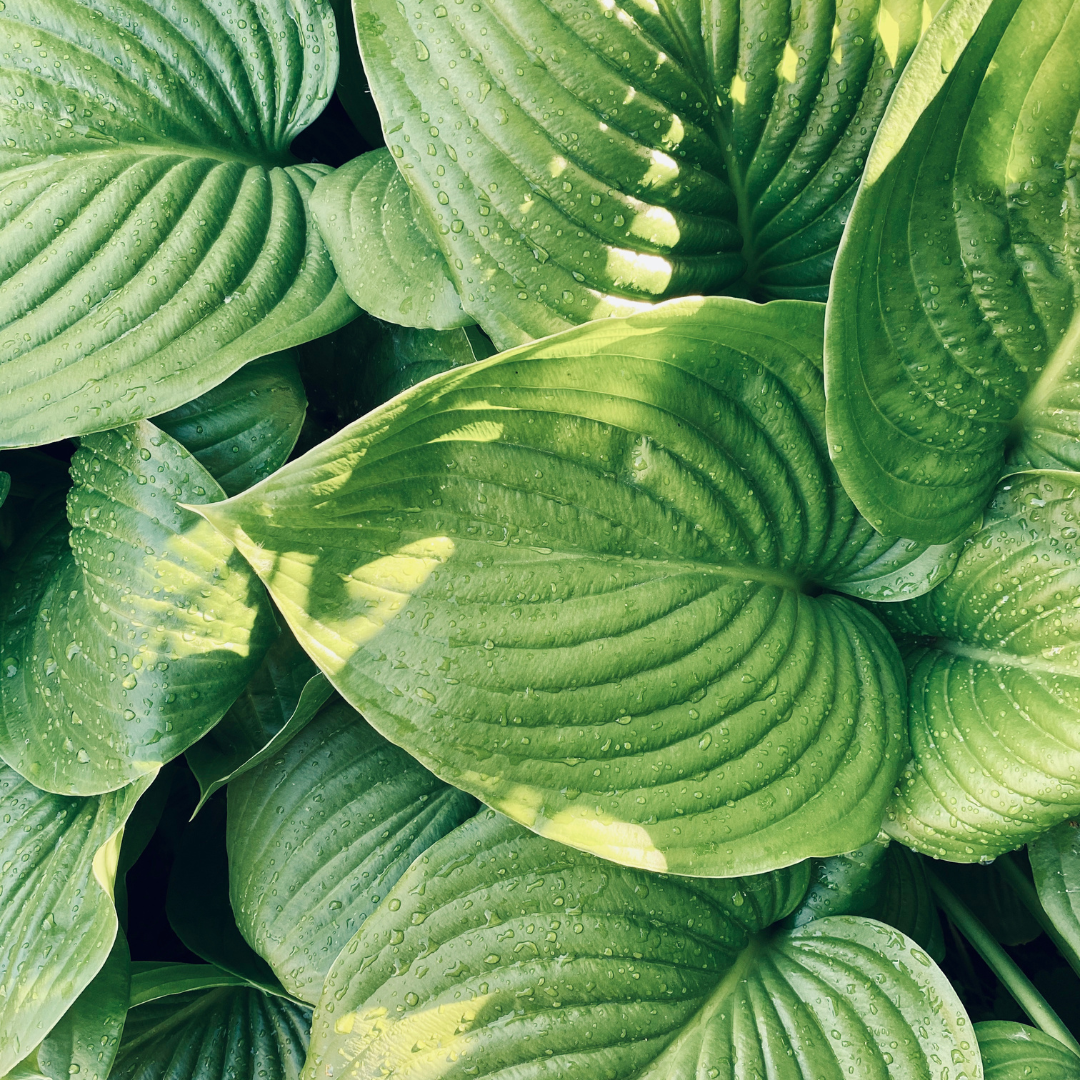 Hosta, August Moon