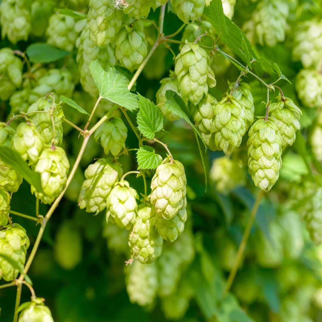 Hop Vine, Nugget