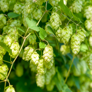 Hop Vine, Nugget