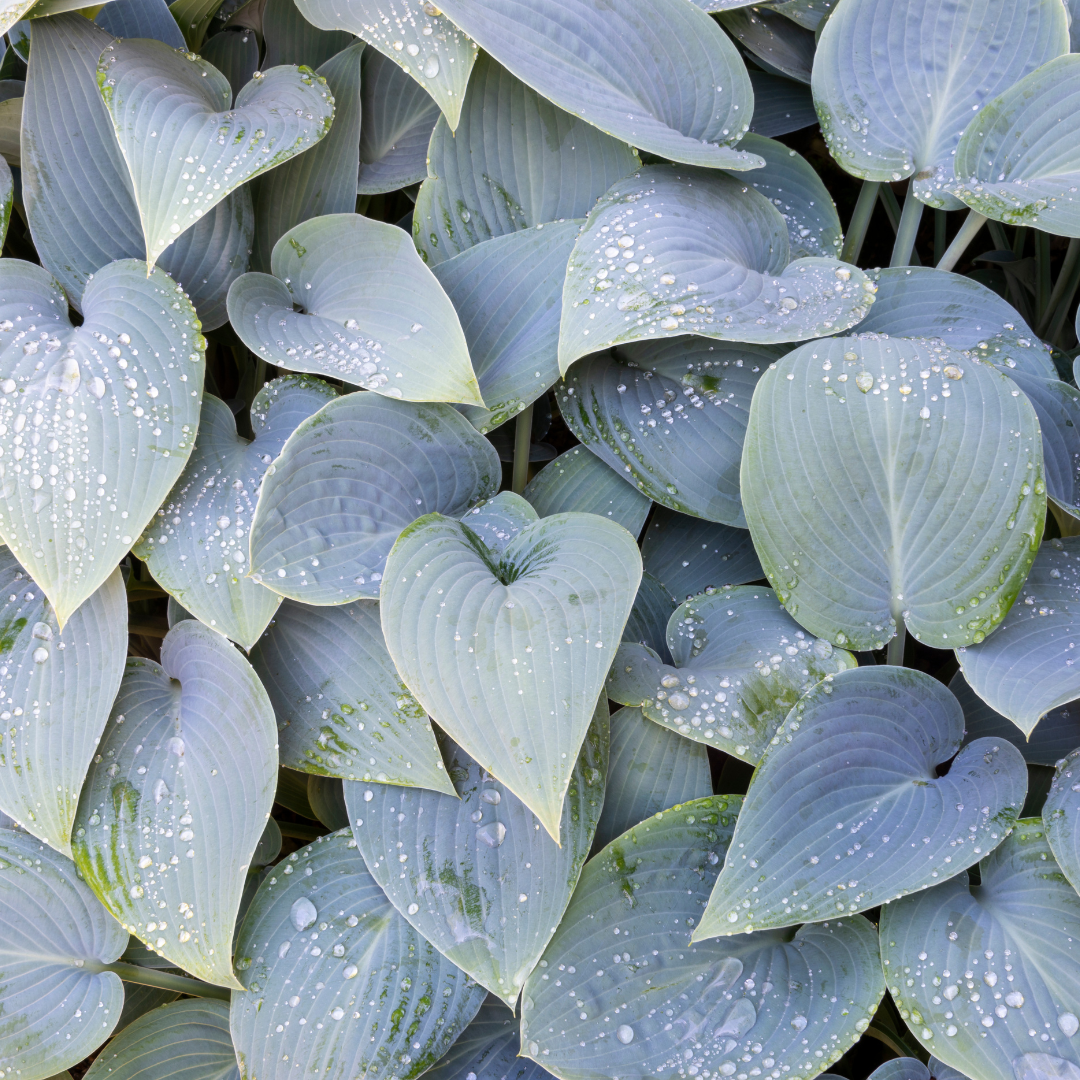 Hosta, Halcyon