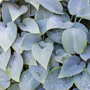 Hosta, Halcyon
