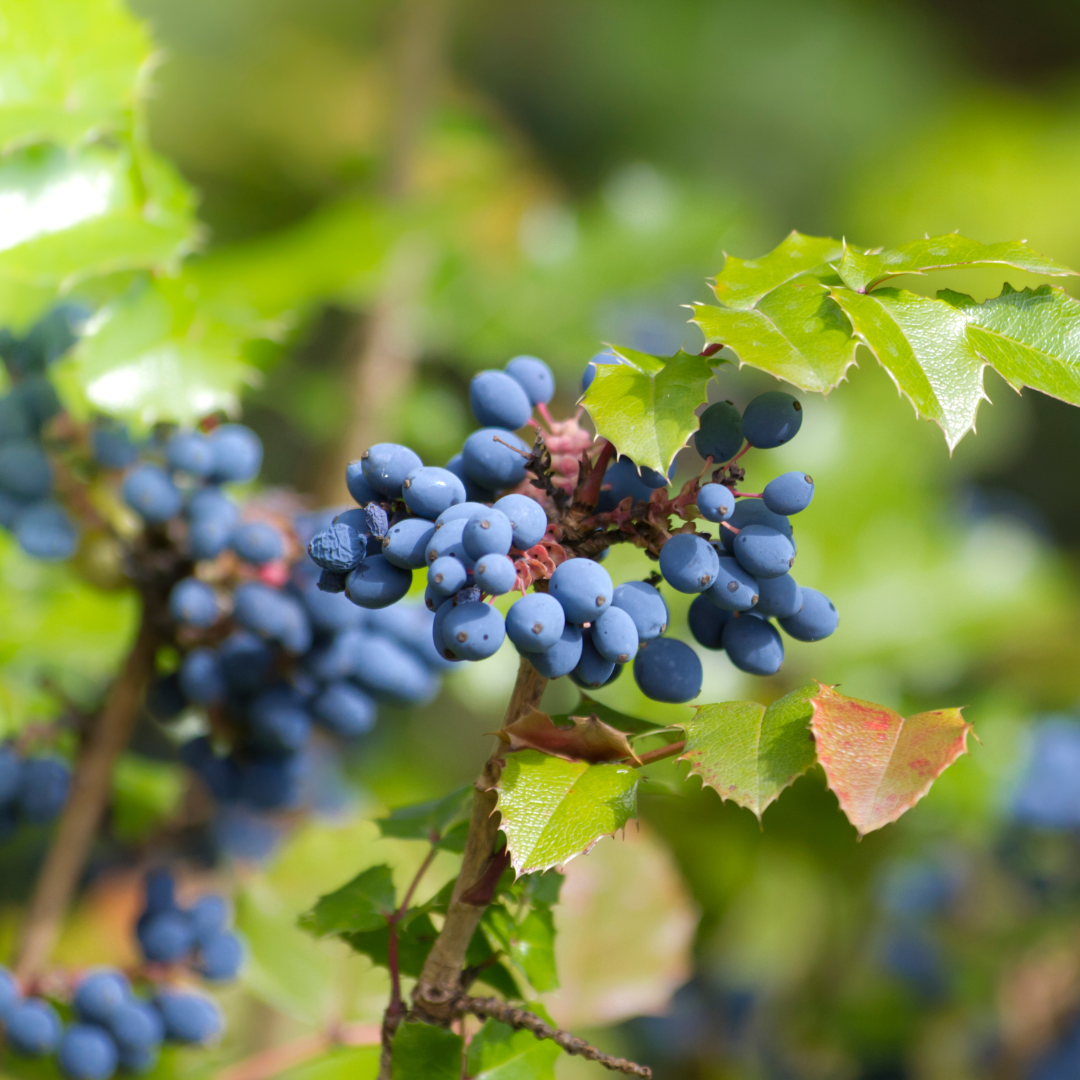 Holly, Oregon Grape