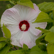 Hardy Hibiscus, Southern Belle Mix