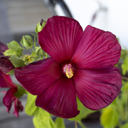 Hardy Hibiscus, Luna Red