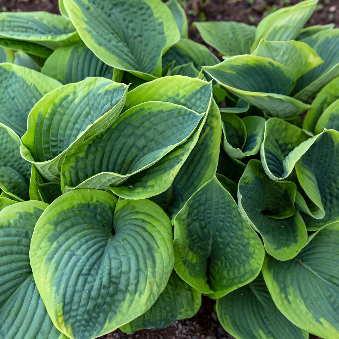 Hosta, Frances Williams
