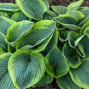 Hosta, Frances Williams