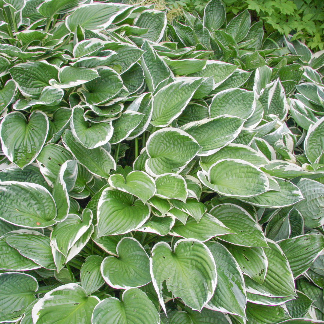 Hosta, Francee