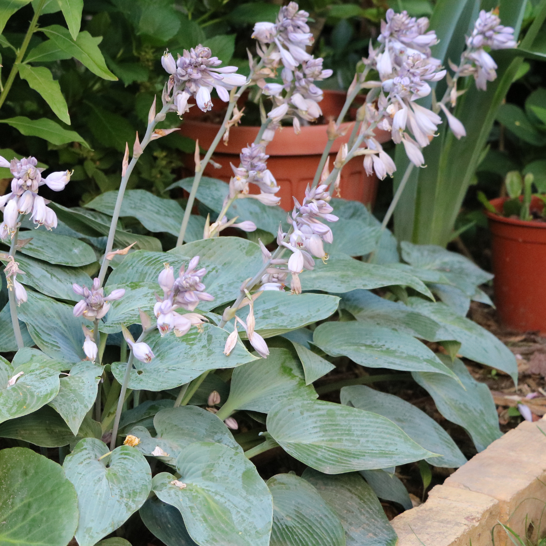 Hosta, Elegans