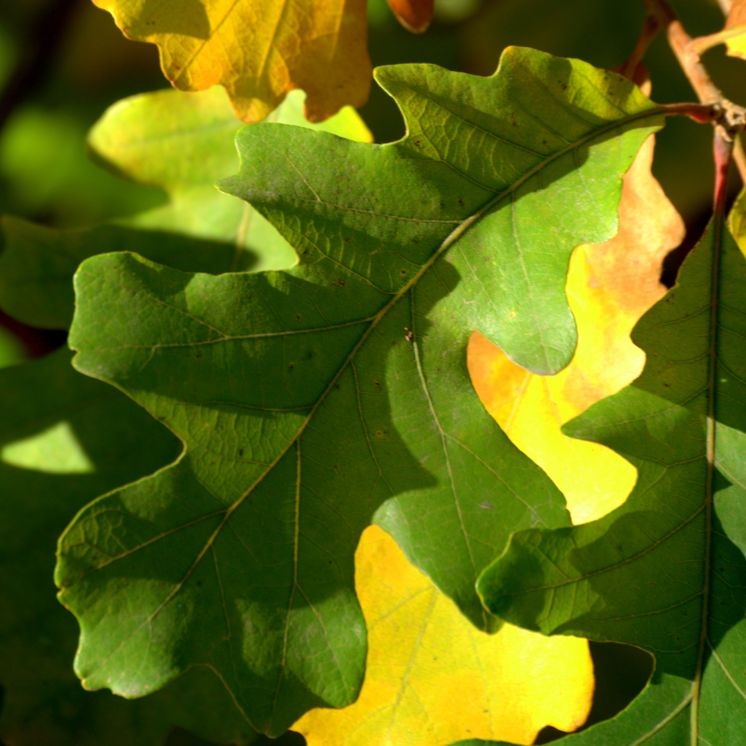 Bur Oak