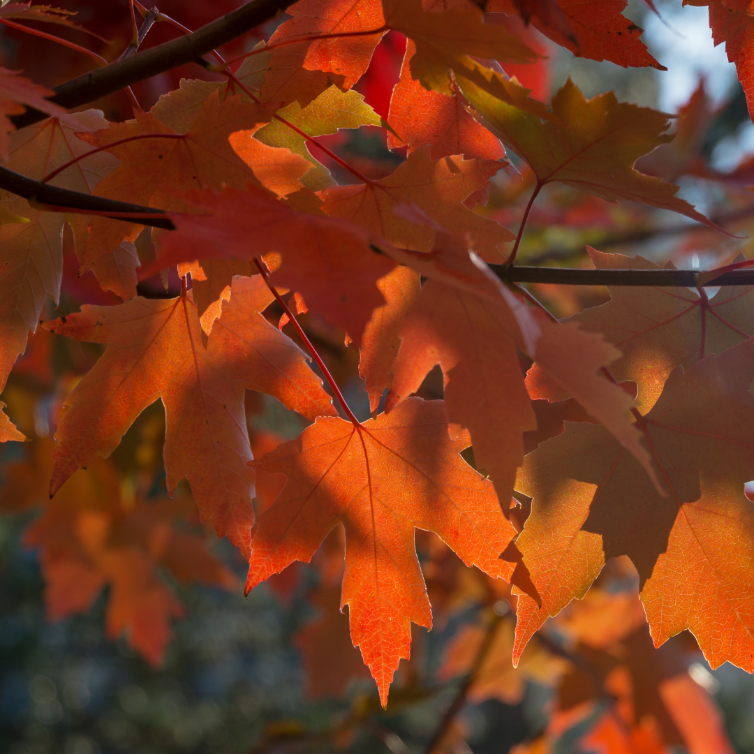 Maple, Autumn Blaze