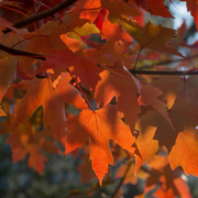 Maple, Autumn Blaze