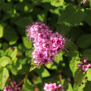 Spirea, Little Princess
