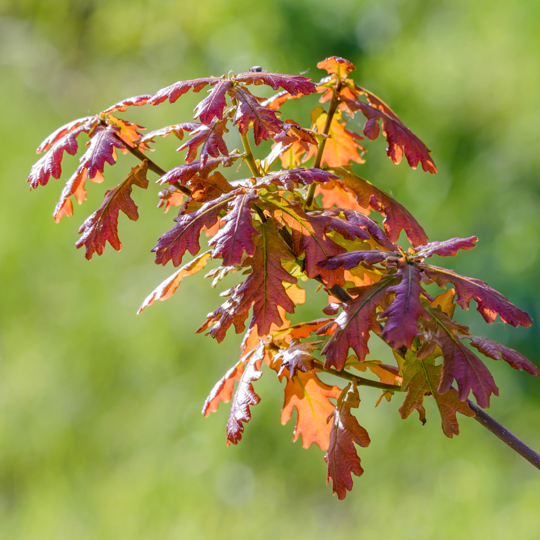 English Oak