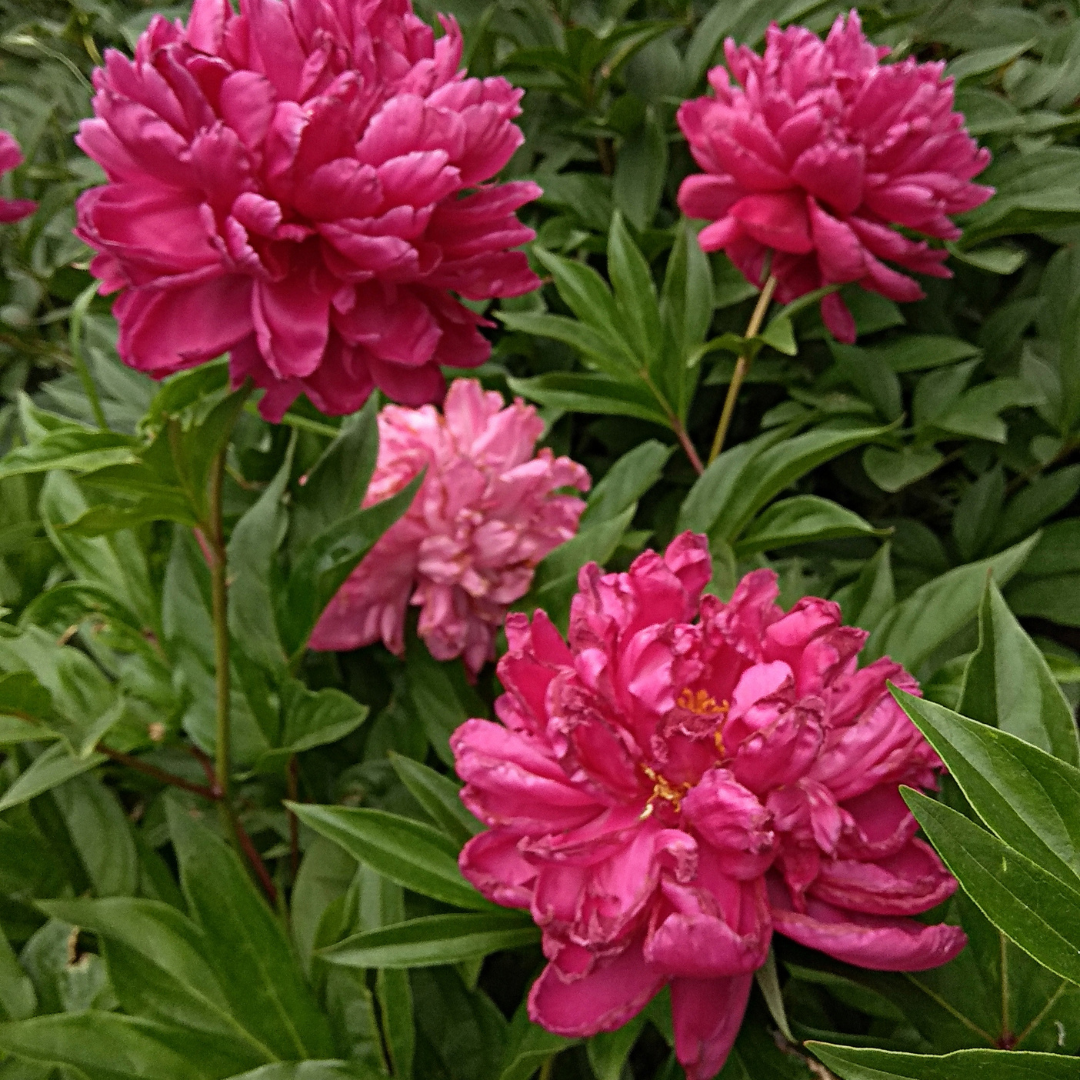 Peony, Karl Rosenfield