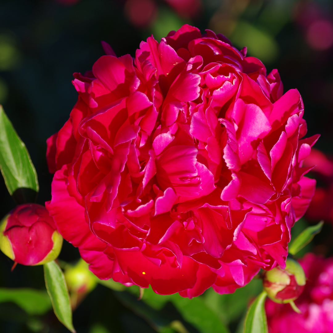 Peony, Karl Rosenfield