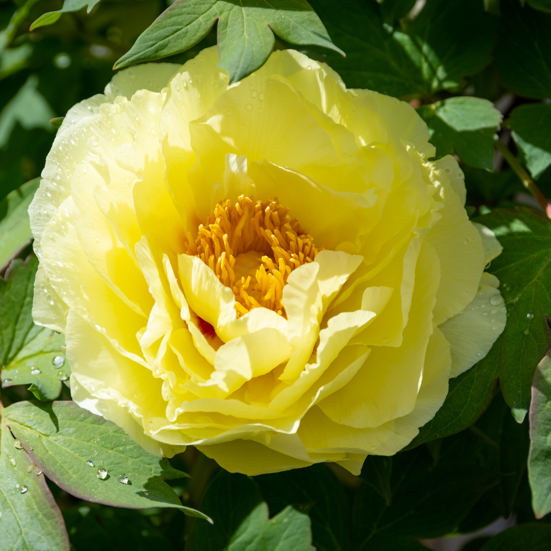 Peony, Bartzella Itoh