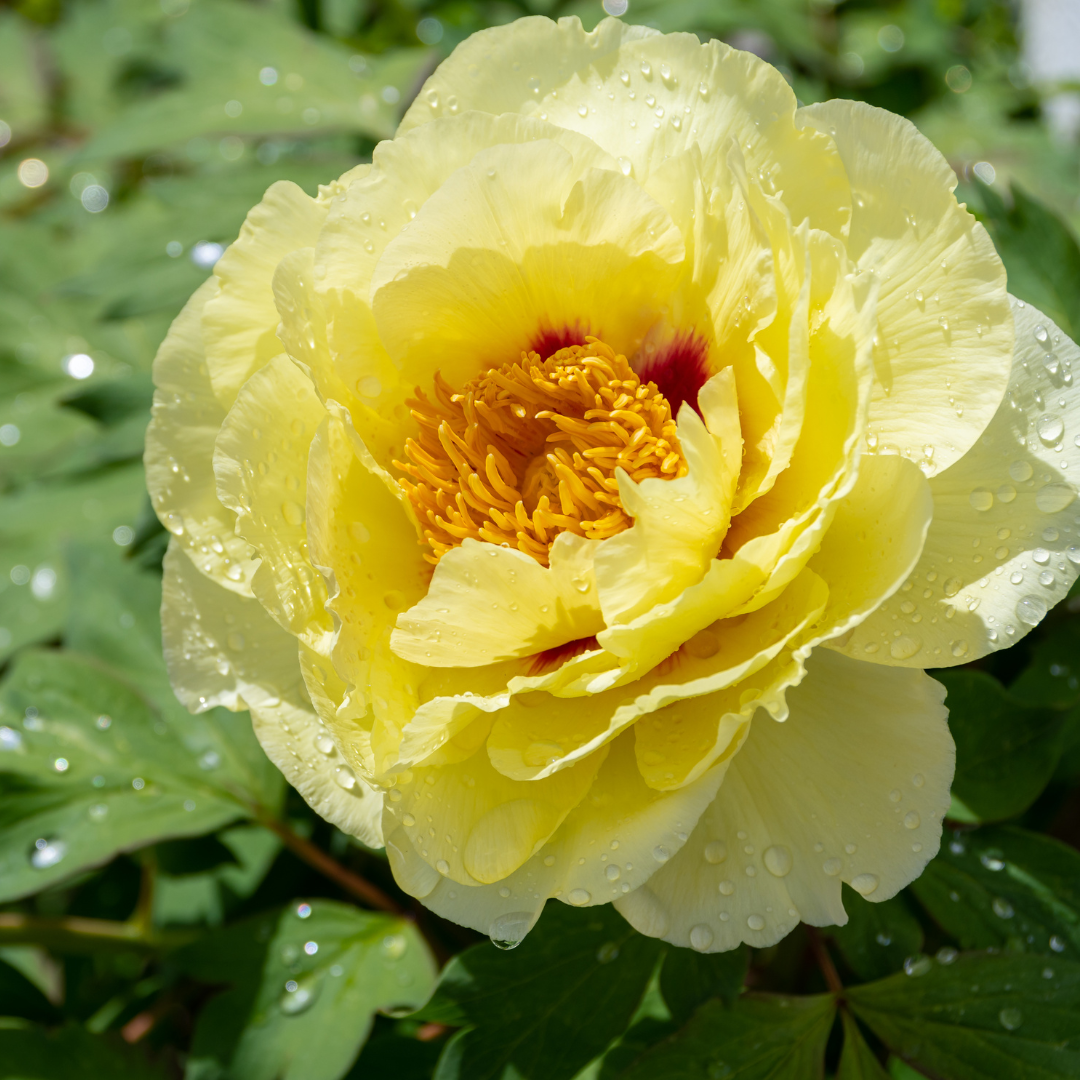 Peony, Bartzella Itoh