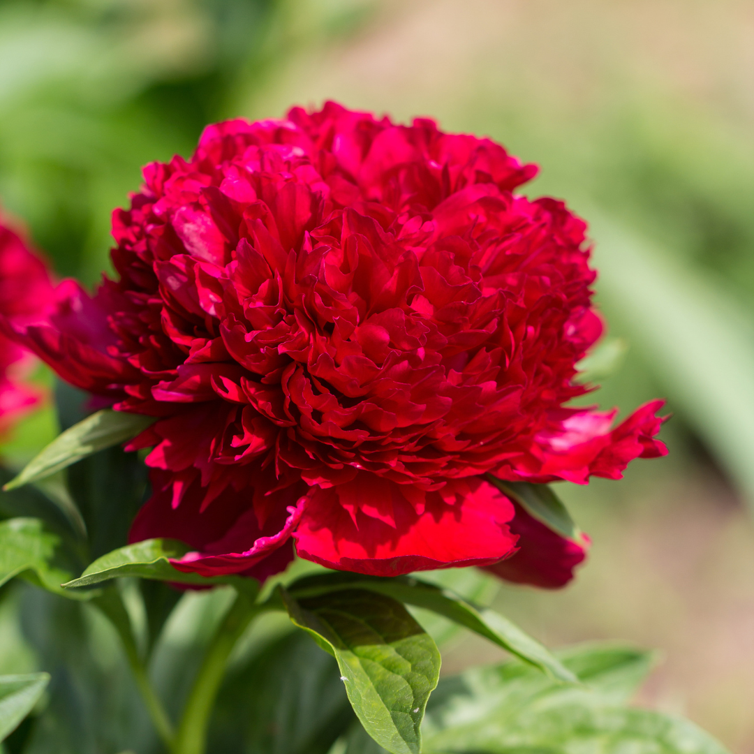 Peony, Red Charm