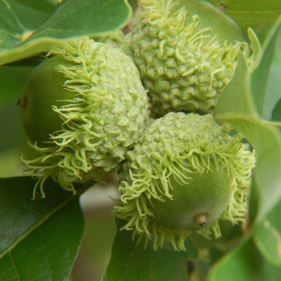 Bur Oak