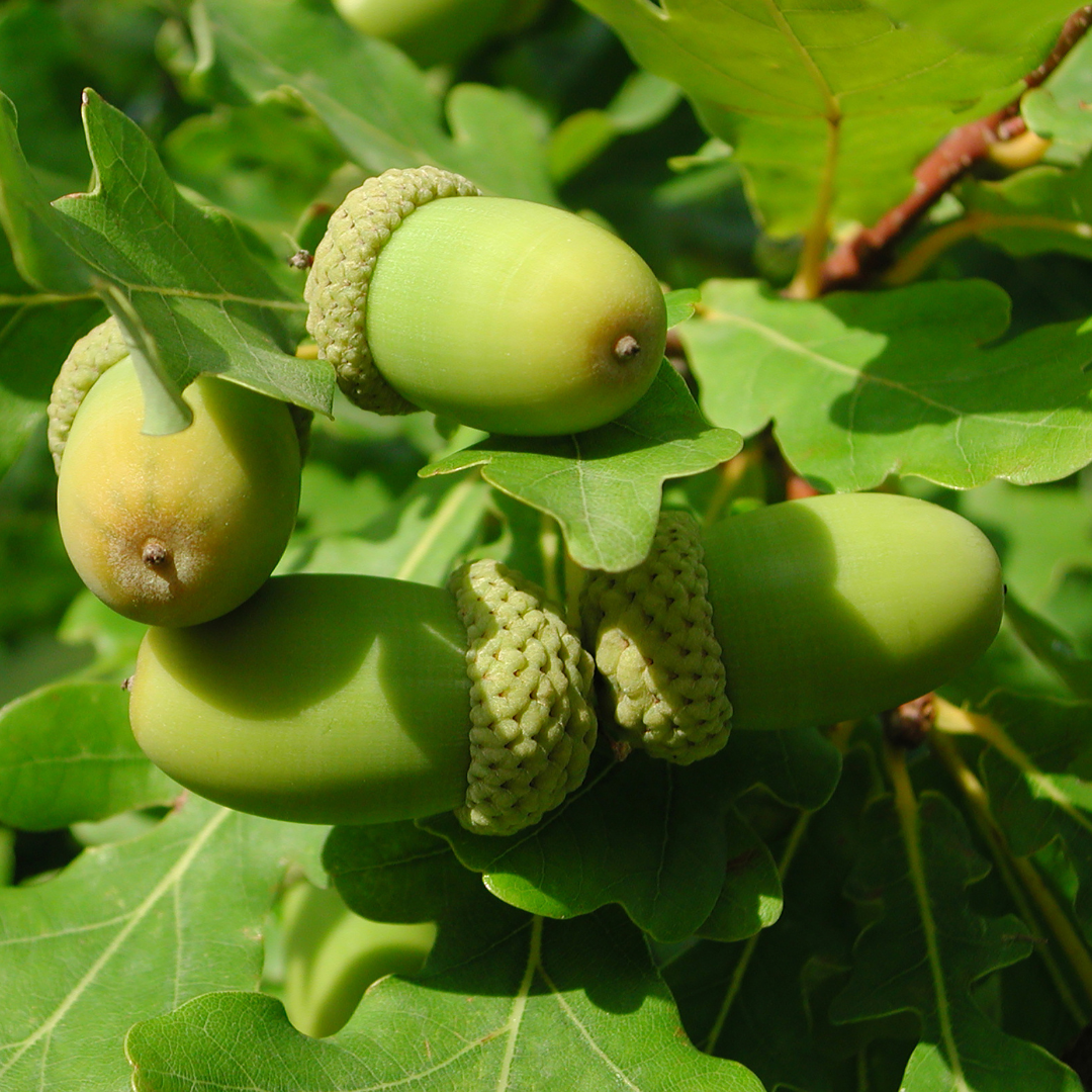 English Oak