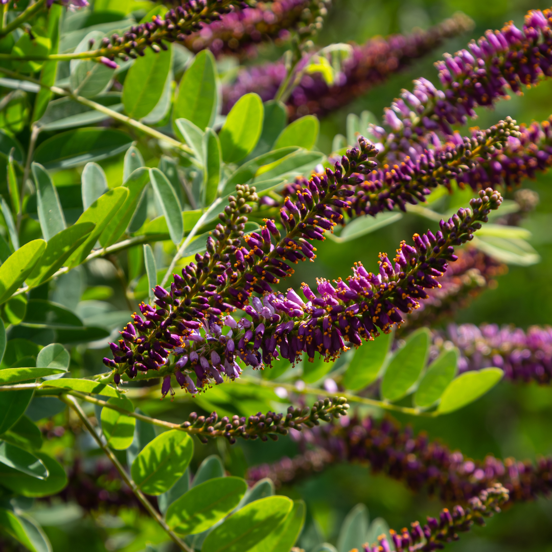 Dwarf Leadplant