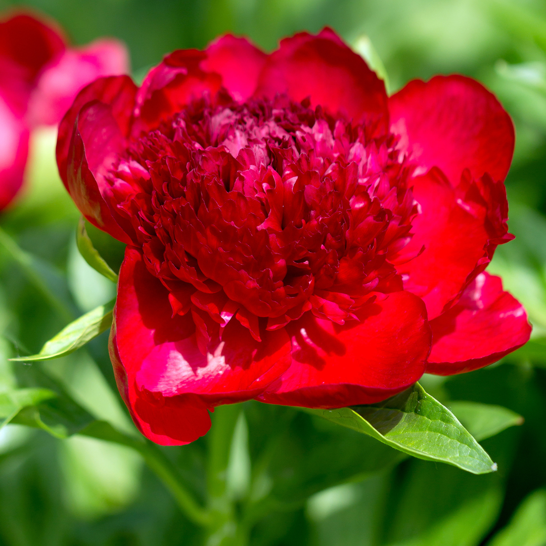 Peony, Red Charm