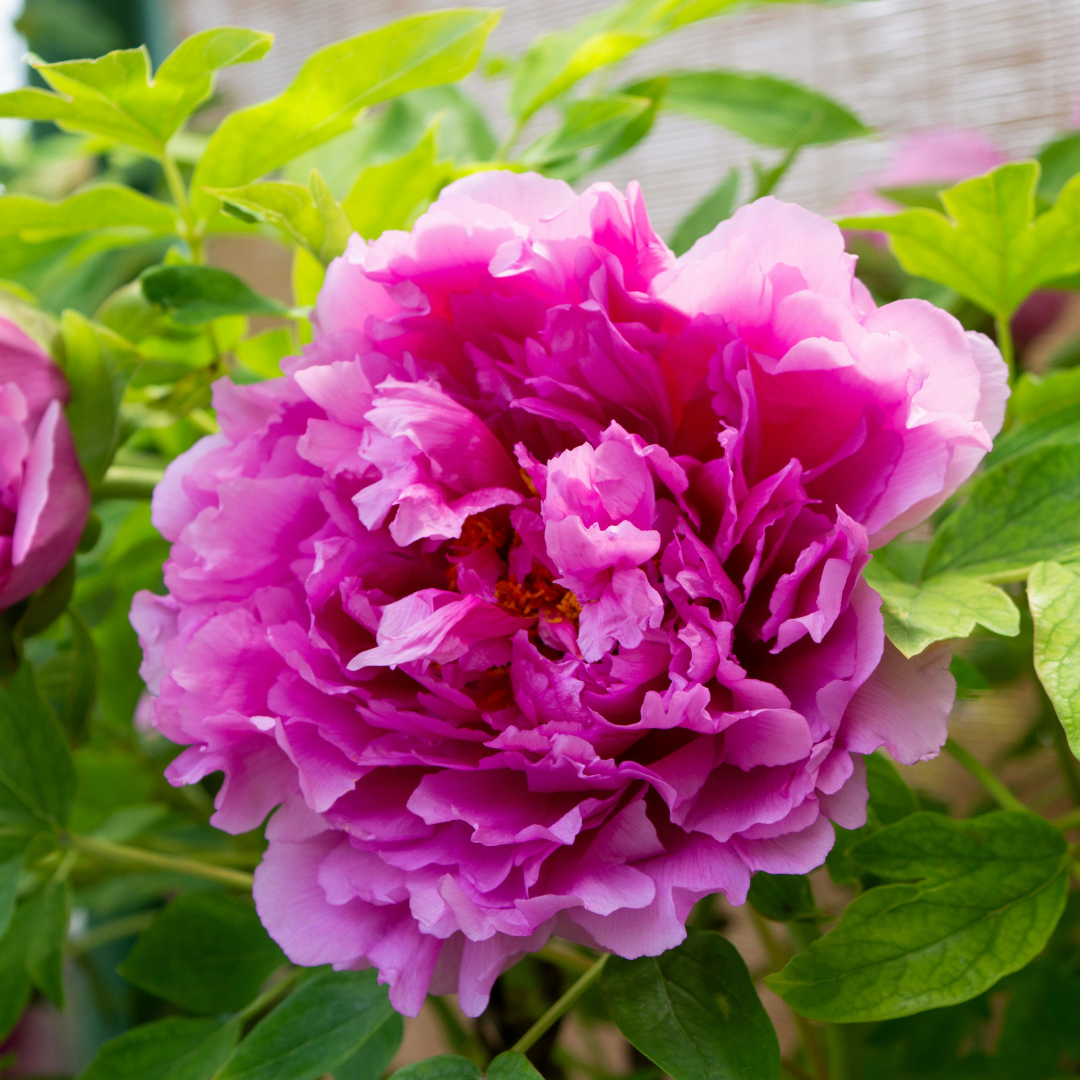 Peony, Dr. Alexander Fleming