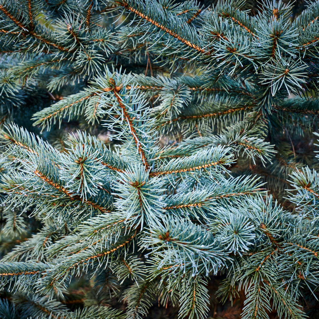 Spruce, Colorado Hoopsii (Hoop's Blue Spruce)